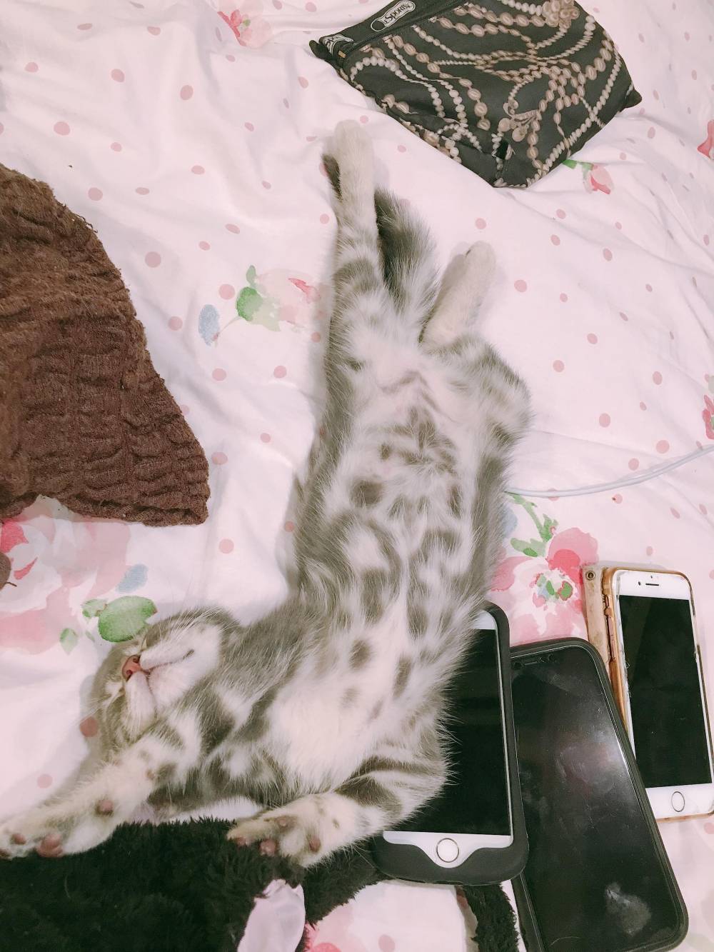 猫と遊べるホテル明日香(アスカ)の画像3枚目